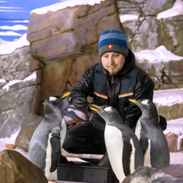 Eselspinguine mit Dennis
