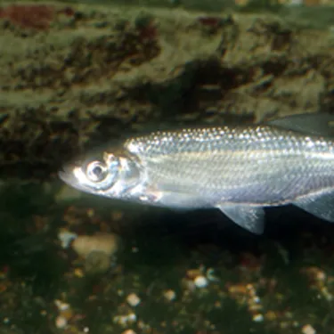 Ukelei (Alburnus alburnus)