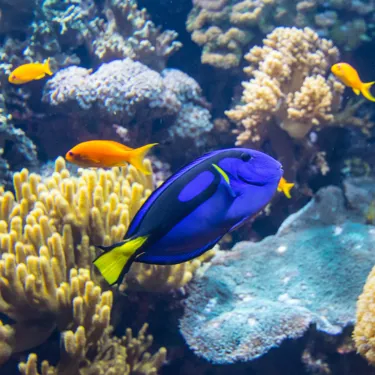Paletten Doktorfisch (Paracanthurus Hepatus)
