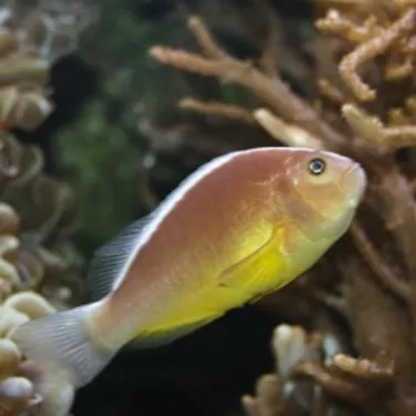 Oranger Anemonenfisch