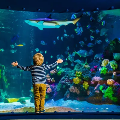 Sea Life Panorama Min