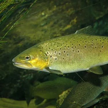 Bachforelle (Salmo trutta)