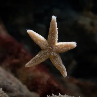 6695 Asterias Rubens Min