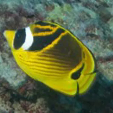 Mondsichel Falterfisch
