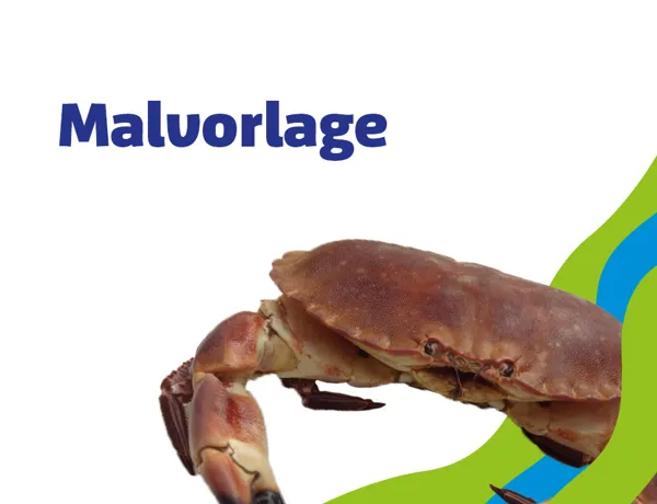 SL 960X960px Schule Malvorlage Krabbe