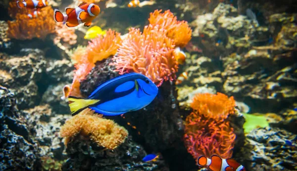 Doktorfisch Min (1)