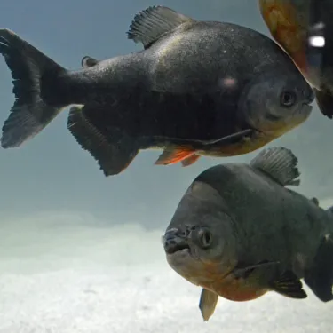 Myleus Pacu