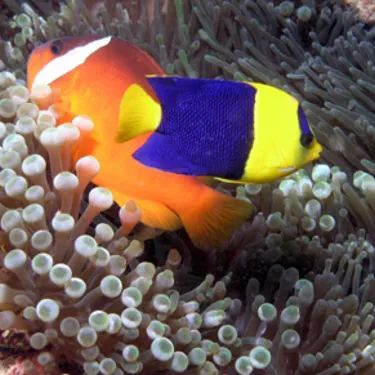Blaugelber Zwergkaiserfisch