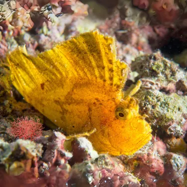 Schaukelfisch (1)
