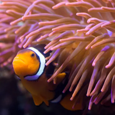Falscher Clownfisch