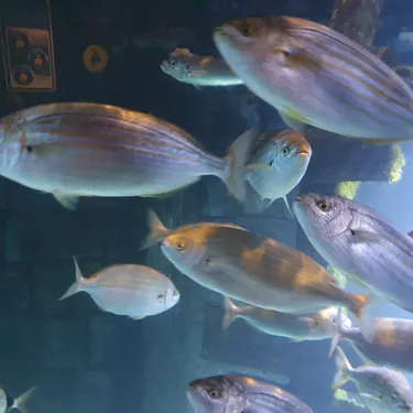 Pfauen Lippfisch New