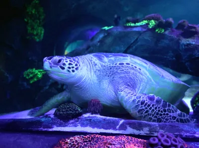 SEA LIFE Konstanz Cammy