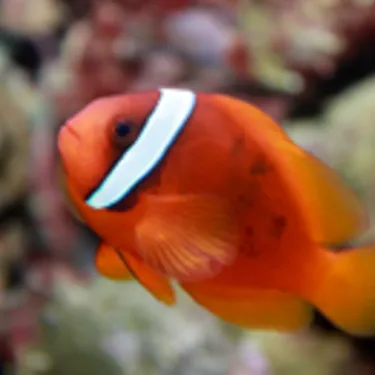 Roter Anemonenfissch