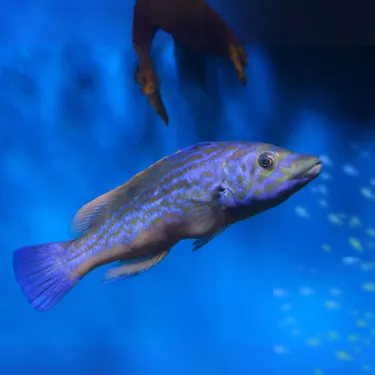 Kuckucks Lippfisch (1)