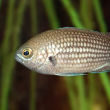 Mönchsfisch (Chromis chromis)