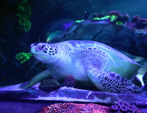 SEA LIFE Konstanz Cammy