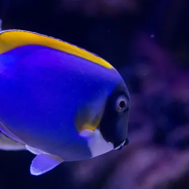 Weißkehl- Doktorfisch (Acanthurus leucosternon)