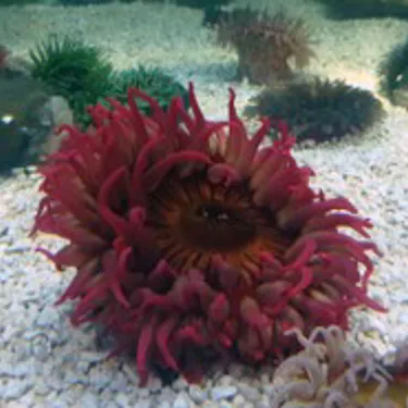 Fischfressende Seedahlie