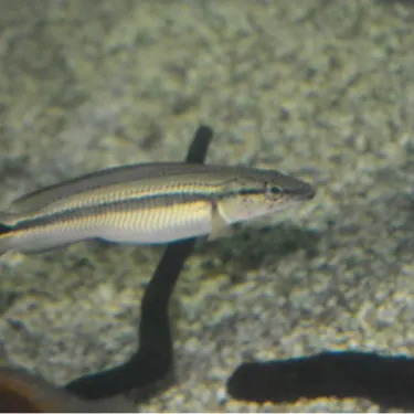 Gestreifter Kammbuntbarsch (Crenicichla strigata)