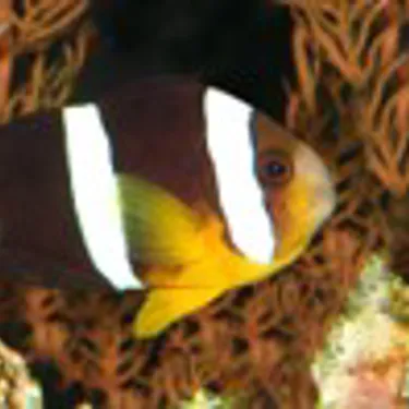 Clarks Anemonenfisch (Amphiprion clarkii)
