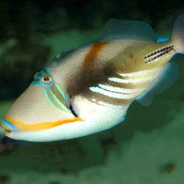 Picasso Drückerfisch