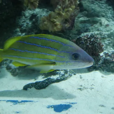 Blaustreifen Schnapper