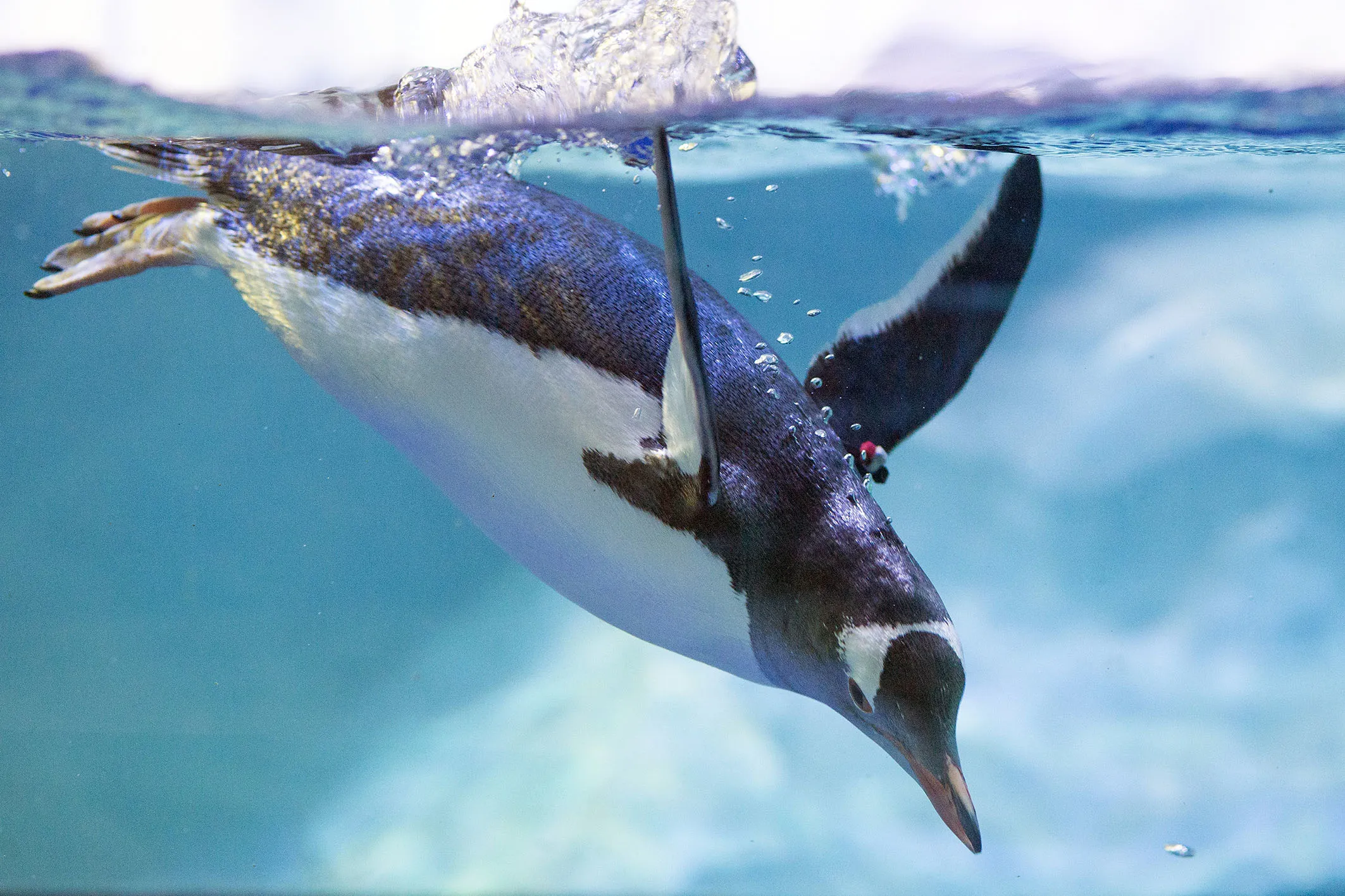 6499 SEALIFE Penguins 09 RKP Min