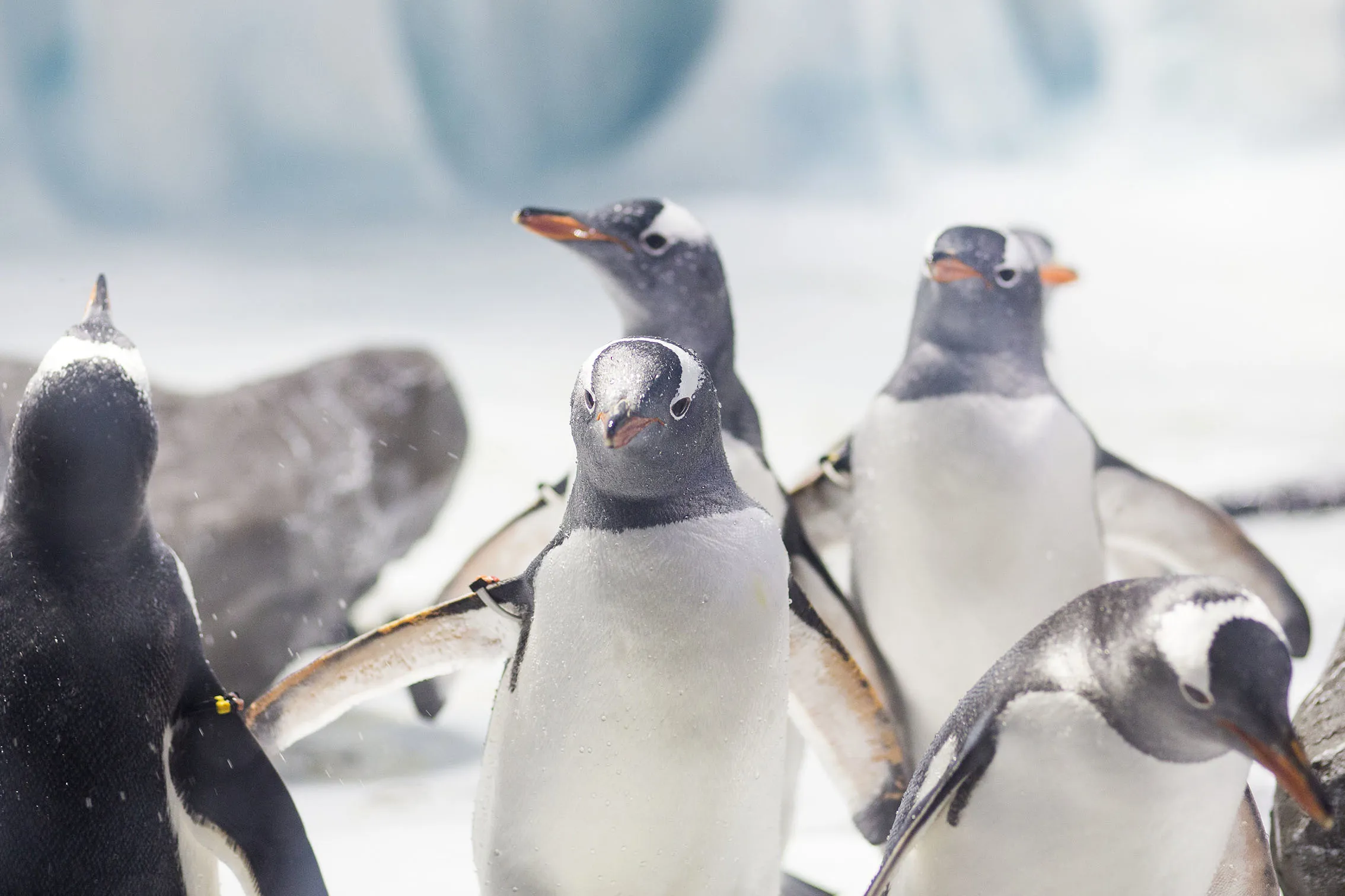 6493 SEALIFE Penguins 03 RKP Min
