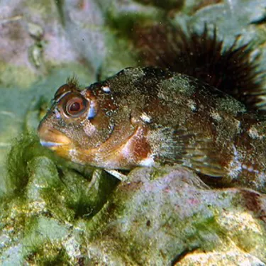 Pfauenschleimfisch