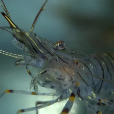Glass Shrimp Palaemonetes Spp Min