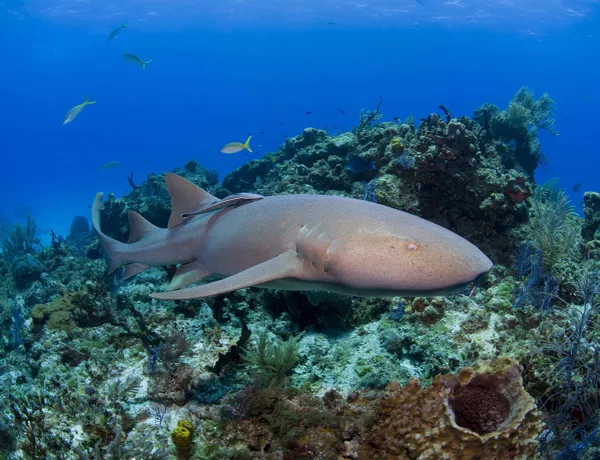 10626 Nurse Shark Min