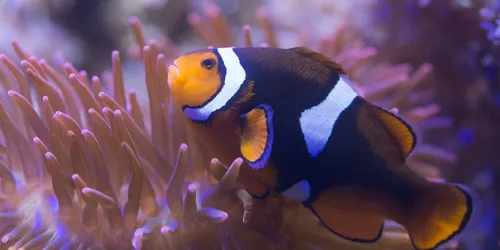 8443 Black Photon Clownfish Amphiprion Ocellaris X Amphiprion Percula 5 Min