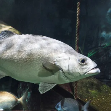 Wrackbarsch (Polyprion americanus)