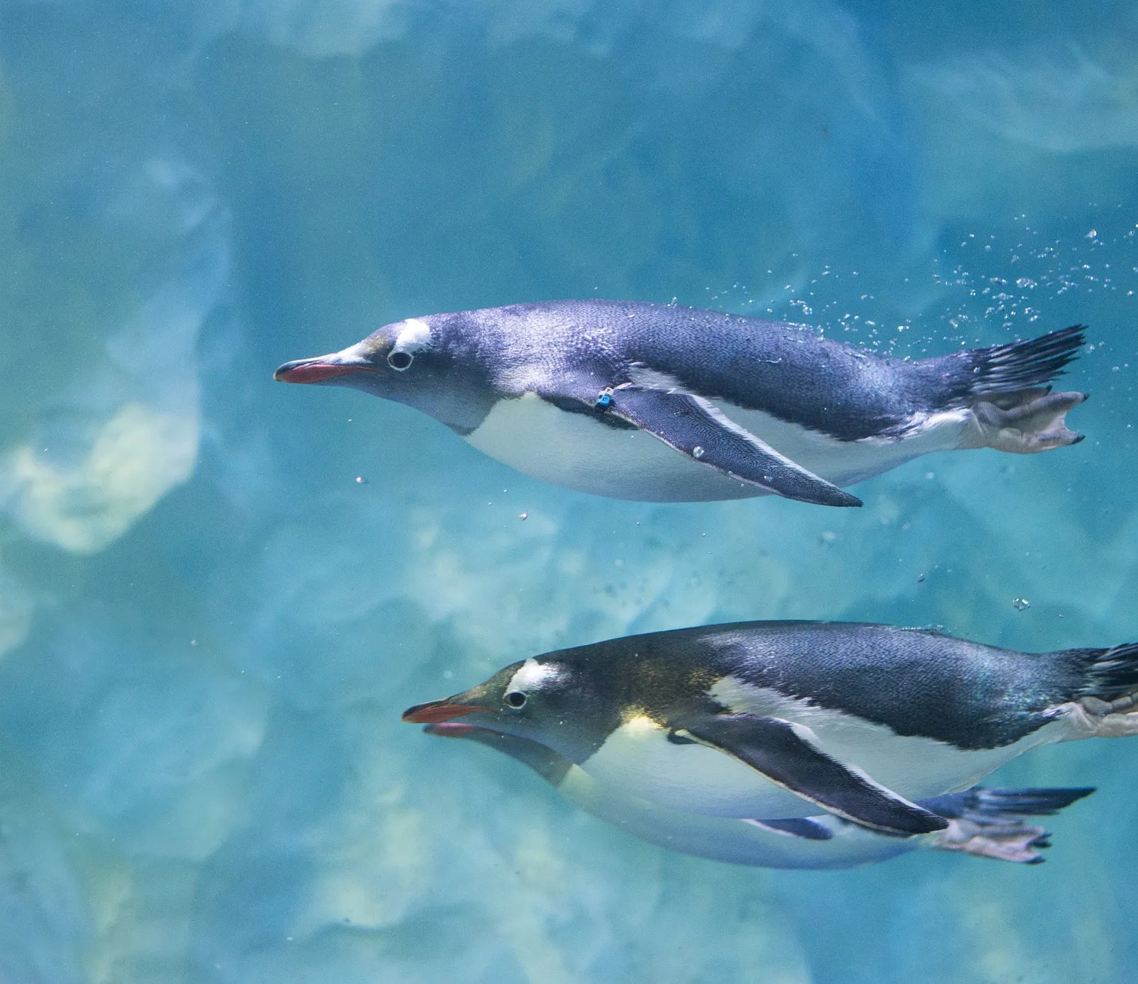 Eselspinguine