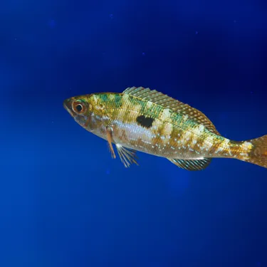 Laxierfisch (1)