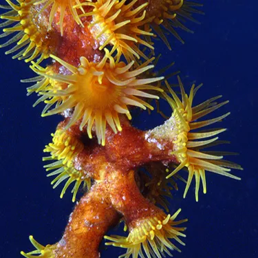 Gelbe Krustenanemone