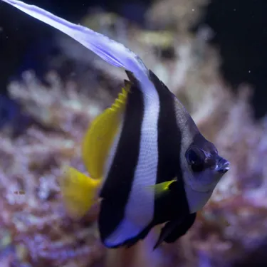 Gemeiner Wimpelfisch