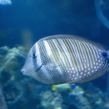 Indischer Segelflossendoktor (Zebrasoma desjardinii)