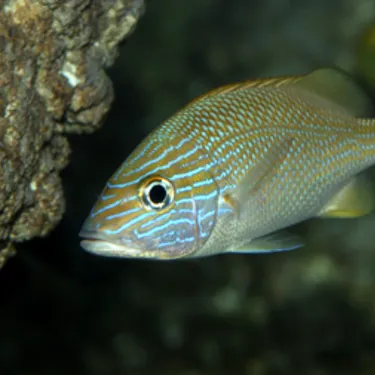 Französischer Grunzer (Haemulon flavolineatum)