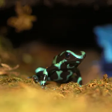 Baumsteigerfrosch (Dendrobatidae)