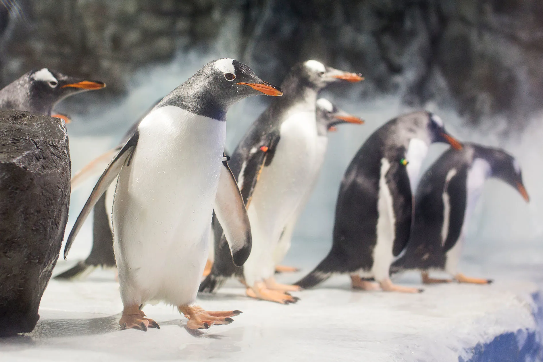 6491 SEALIFE Penguins 01 RKP Min Min